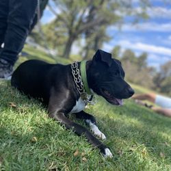 Day's Of The Leash Dog Walking