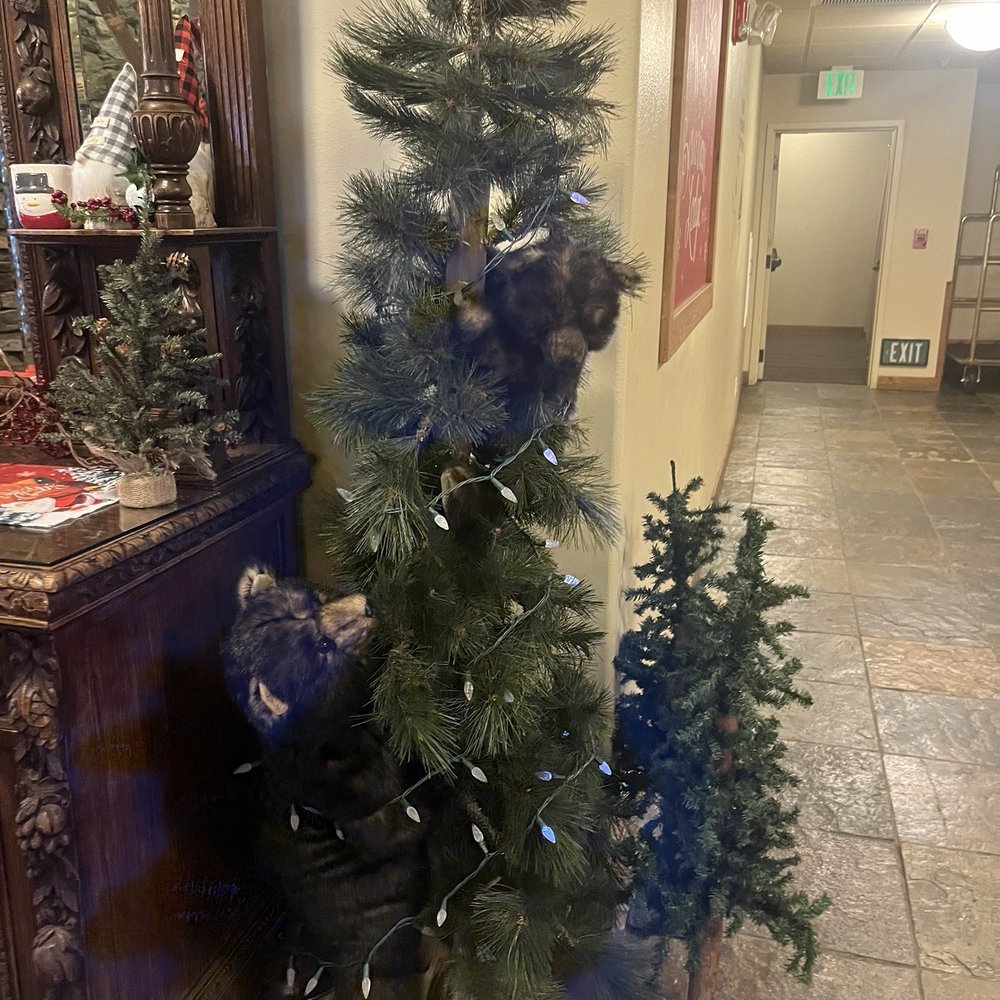 Bavarian Lodge - A lot of tress all over the lounge. Different decorations. This is one is just bears that they sell. - Hotels Near Me - Leavenworth, Washington Bavarian Lodge - A lot of tress all over the lounge. Different decorations. This is one is just bears that they sell. - Hotels Near Me - Leavenworth, Washington