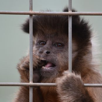 Noah's Ark Animal Sanctuary - Animal Shelters Near Me - Locust Grove, Georgia
