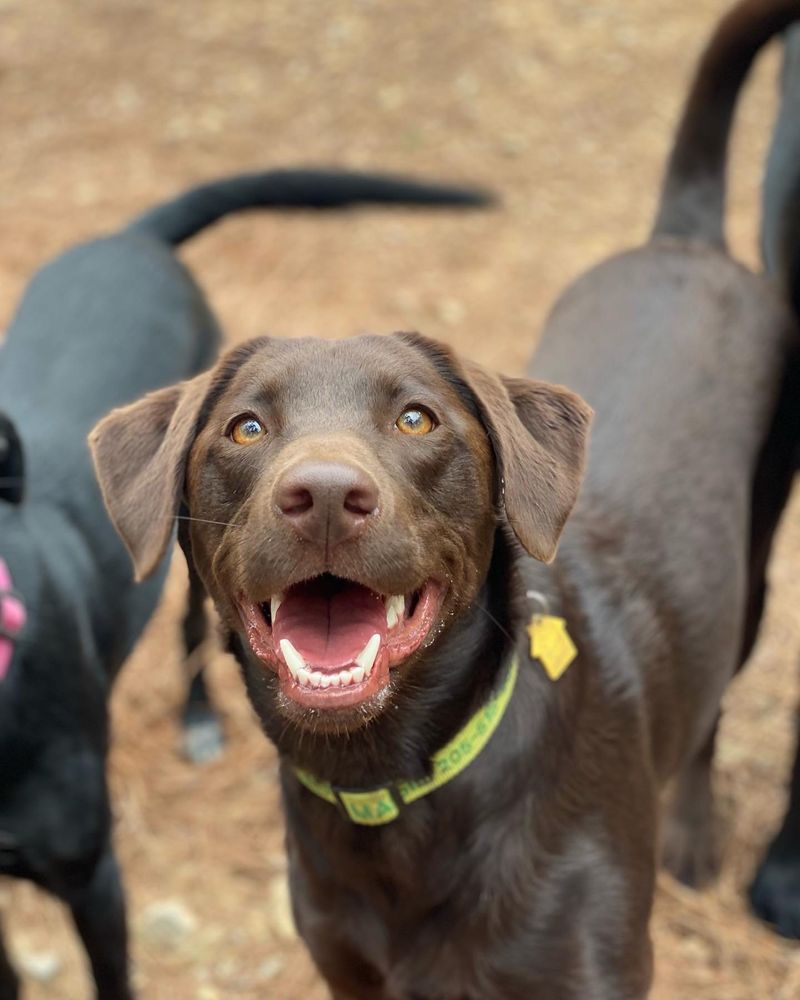 Howlin Hollows Farm - pet boarding facility in Birmingham, AL
