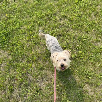 Midwestern K9 - Morkie - Pet Boarding Near Me - Baraboo, Wisconsin