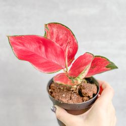 Ed’s Plant Shop - Aglaonema