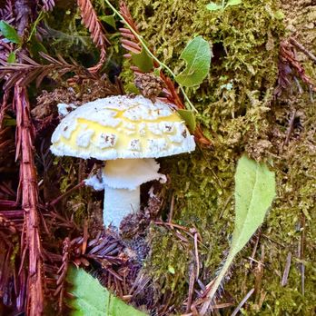 Redwood Forest Foundation - Hiking Near Me - Fort Bragg, California