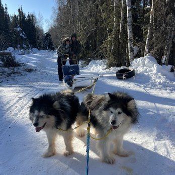 Howling Bay Kennels - Sledding Near Me - Fairbanks, Alaska