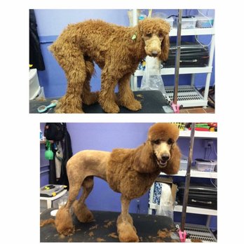 Spa For Paws - Continental cuts - Pet Groomers Near Me - El Paso, Texas Spa For Paws - Continental cuts - Pet Groomers Near Me - El Paso, Texas