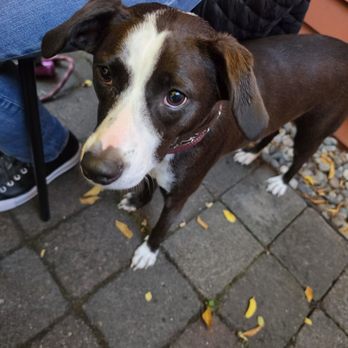 Girardi's Osteria - Pups in the patio - Italian Near Me - Edmonds, Washington