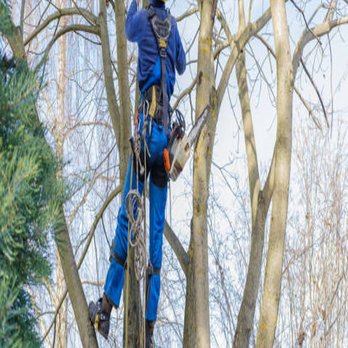 Blue Sky Tree - Tree Services Near Me Blue Sky Tree - Tree Services Near Me