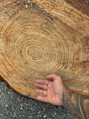 J & B's Tree Service