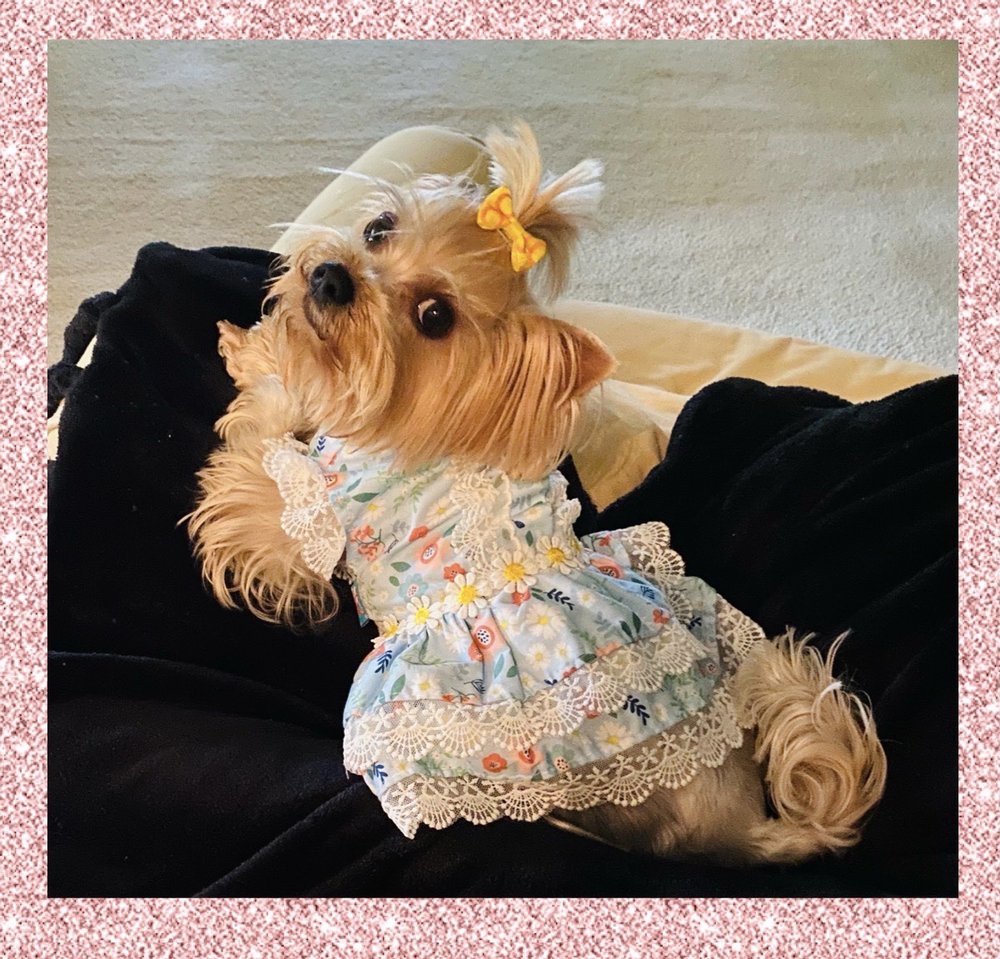 PAUSE 4 PAWS PET GROOMING AND HOTEL Updated August 2024 54 Photos