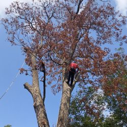 Arborez Houston Tree Service Specialist