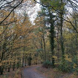 Parc des Gayeulles - Chemin d'automne