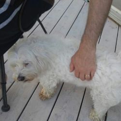 Dog & Cat Care With Love - Winter, dog walking client