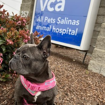 VCA All Pets Animal Hospital Salinas - Stormy patiently waiting to be seen! - Veterinarians Near Me - Salinas, California VCA All Pets Animal Hospital Salinas - Stormy patiently waiting to be seen! - Veterinarians Near Me - Salinas, California