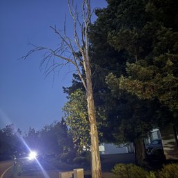 Tree Tree
