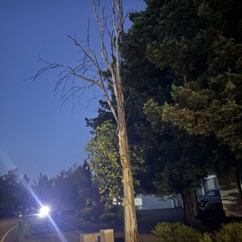 G Garcia Tree Service - Tree - Tree Services Near Me - Santa Rosa, California G Garcia Tree Service - Tree - Tree Services Near Me - Santa Rosa, California