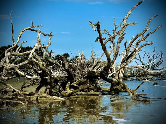 Botany Bay Heritage Preserve/Wildlife Management Area by null