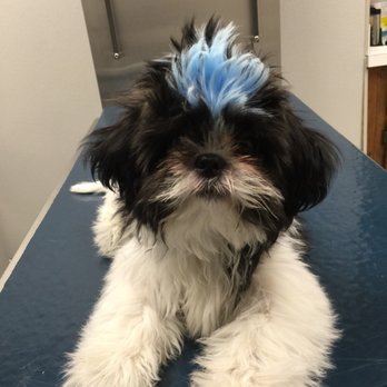 Abell Animal Hospital - My lil guy loves coming to see everyone at Abell. All the staff is so loving and caring. I drive 45 min to bring my dogs there. - Veterinarians Near Me - Chicago, Illinois Abell Animal Hospital - My lil guy loves coming to see everyone at Abell. All the staff is so loving and caring. I drive 45 min to bring my dogs there. - Veterinarians Near Me - Chicago, Illinois