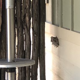 Wasps Wasps