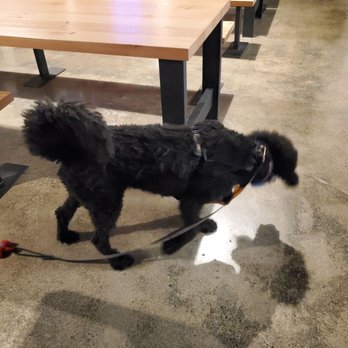 Prescott Market - Dog that came up to us while eating - Food Court Near Me - Oakland, California