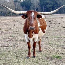 Longhorns