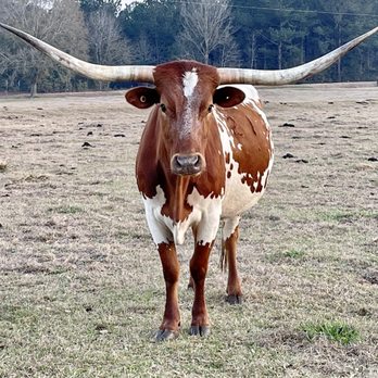 A-Okay RV Park - Longhorns - Campgrounds Near Me - Dothan, Alabama