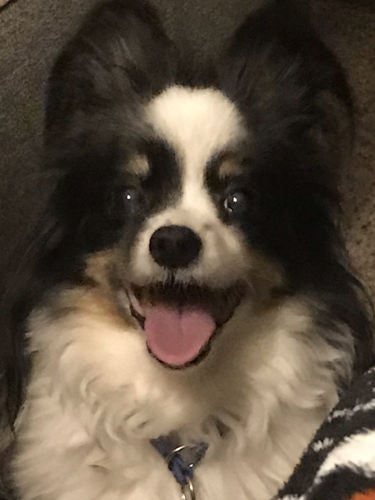 SOUTHGATE VETERINARY CLINIC Updated May 2024 3142 US Hwy 68 S, Bellefontaine, Ohio