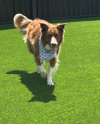 Daycare/Dog & Cat Daycare and Boarding - When it’s time to travel, rest assured your pet will be in caring hands at Furry Haven. Leaving your furry family member is always hard, but you can be confident they’re receiving the very best care. Our boarding services provide a cozy, structured environment that feels just like home—with their very own personal blanket, personalized attention, and all the fun without the worry. Walk in services available. Schedule a tour or book a visit with us today. Daycare/Dog & Cat Daycare and Boarding - When it’s time to travel, rest assured your pet will be in caring hands at Furry Haven. Leaving your furry family member is always hard, but you can be confident they’re receiving the very best care. Our boarding services provide a cozy, structured environment that feels just like home—with their very own personal blanket, personalized attention, and all the fun without the worry. Walk in services available. Schedule a tour or book a visit with us today.
