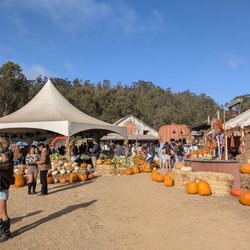 Arata's Pumpkin Farm - A picture of the middle of the pumpkin patch so cute