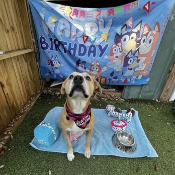 Paws 'n' Rec - Pearl Ave - Kim's 5th barkday pawty - Pet Sitting Near Me - Tampa, Florida Paws 'n' Rec - Pearl Ave - Kim's 5th barkday pawty - Pet Sitting Near Me - Tampa, Florida