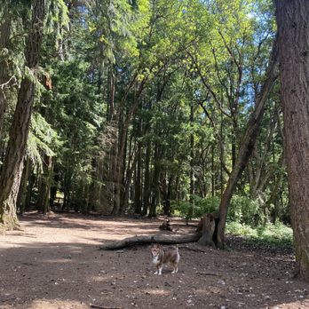 Point Defiance Off Leash Dog Park - Lots of space for Harley to run around and adventure! - Dog Parks Near Me - Tacoma, Washington Point Defiance Off Leash Dog Park - Lots of space for Harley to run around and adventure! - Dog Parks Near Me - Tacoma, Washington