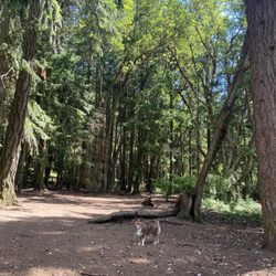 Point Defiance Off Leash Dog Park - Lots of space for Harley to run around and adventure!