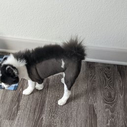 Sparti with his mohawk cut
