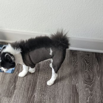 Elite Paw Spa - Sparti with his mohawk cut - Pet Training Near Me - Chandler, Arizona