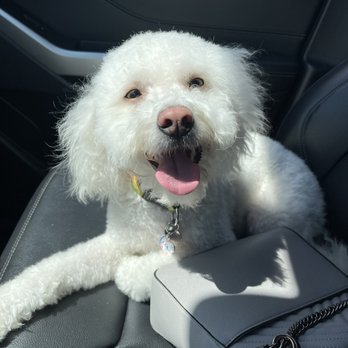 Purrfectly Pampered Paws - Pet Groomers Near Me - Lancaster, California Purrfectly Pampered Paws - Pet Groomers Near Me - Lancaster, California