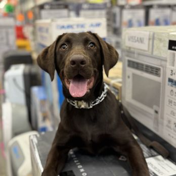 Seven Oaks Kennel - Charli Bea - Pet Training Near Me - Spring Branch, Texas