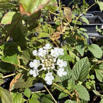 Vernon's Tree Farm - Beautiful flowers growing at the nursery! - Tree Services Near Me - Castroville, Texas Vernon's Tree Farm - Beautiful flowers growing at the nursery! - Tree Services Near Me - Castroville, Texas