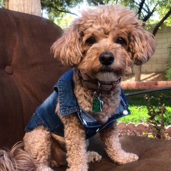 One Love Pet Salon - After - Pet Groomers Near Me - Las Vegas, Nevada One Love Pet Salon - After - Pet Groomers Near Me - Las Vegas, Nevada