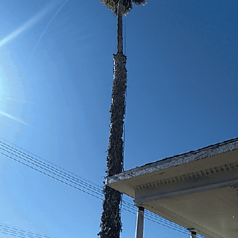 Pablo Landscaping - Tree Services Near Me Pablo Landscaping - Tree Services Near Me