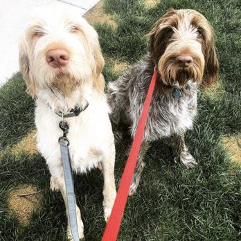 Zoologie Pet Services - Dog Walkers Near Me Zoologie Pet Services - Dog Walkers Near Me