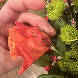 Old, already rotting roses