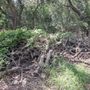V&E Landscaping And Lawn Care