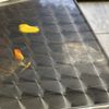El Gorila Raspados gift card