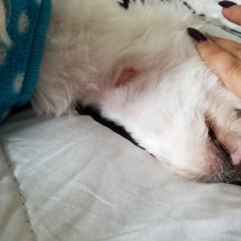 Pup E Cutz - Pet Groomers Near Me - Pompano Beach, Florida