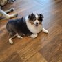 Photo of Republic of Paws Dog & Cat Grooming