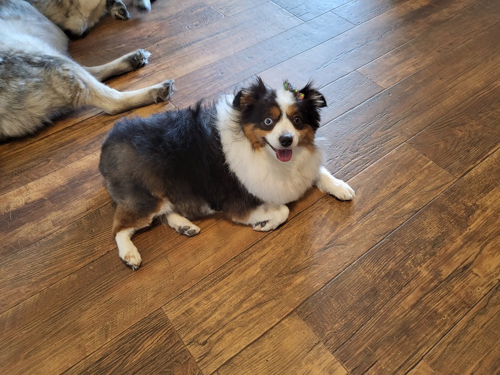 REPUBLIC OF PAWS DOG & CAT GROOMING Updated August 2024 17 Photos