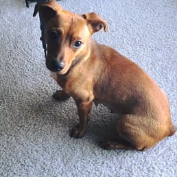 Here's Autumn! Happy pup ~ thank you Scraps! Here's Autumn! Happy pup ~ thank you Scraps!
