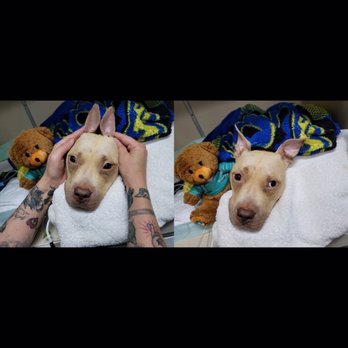 TrueCare for pets - Bunny Ears on Leia! - Veterinarians Near Me - Studio City, California