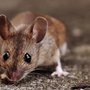Photo of Humane Choice Wildlife Services