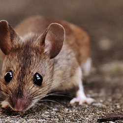 Humane Choice Wildlife Services - We think live-catch and release and exclusion is the better safer approach to infestations.