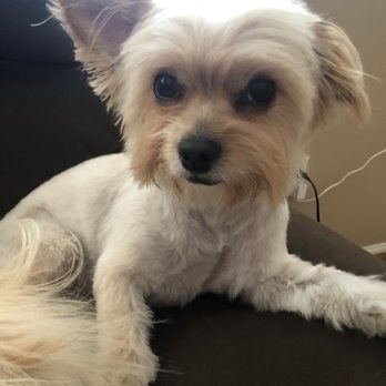 Tiffany's Timeless Tails - Summer cut - Pet Groomers Near Me - Bakersfield, California